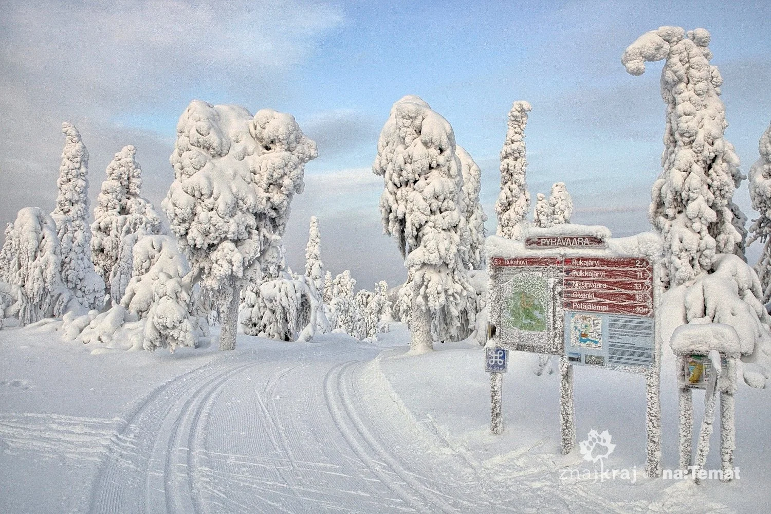 Trasa narciarska w rezerwacie Pyhävaara