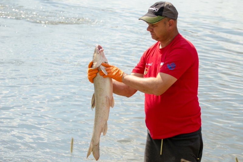 Polski Związek Wędkarski chce ustalić, kto stoi za wyciekiem do Odry chemicznych substancji, w tym mezytylenu