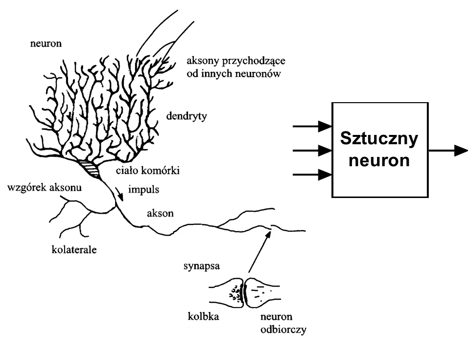Zarówno biologiczna komórka nerwowa, jak i sztuczny neuron zawierają wiele wejść i jedno wyjście.