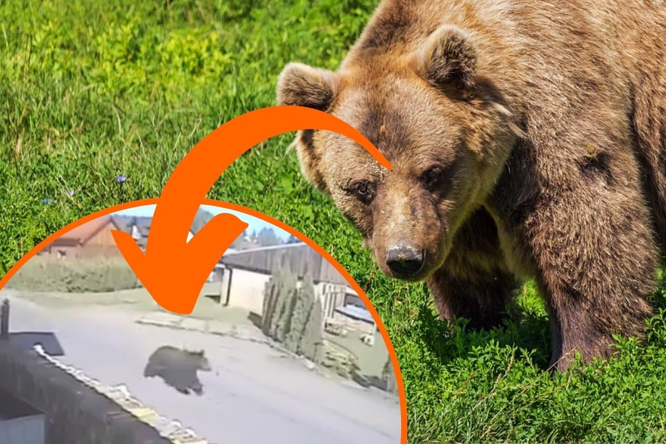 Niedźwiedź biegł między domami w Zagórzu