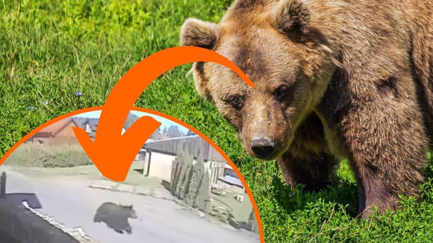 Niedźwiedź biegł między domami w Zagórzu