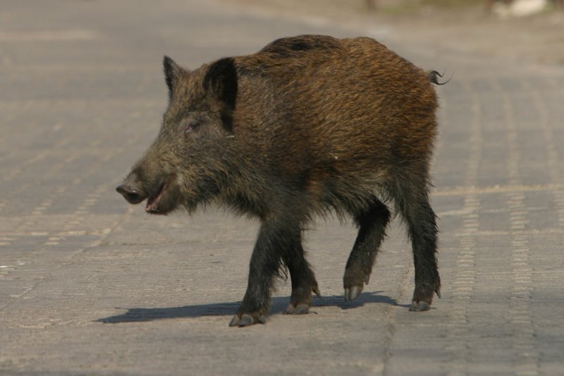 Dzik wtargnął na poranną mszę do jednego z kościołów w Rudzie Śląskiej. Zniszczył szybę w drzwiach, dwa wazony i figurkę Jezusa.