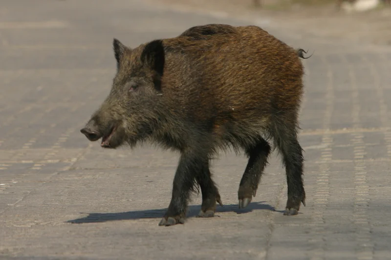 Dzik wtargnął na poranną mszę do jednego z kościołów w Rudzie Śląskiej. Zniszczył szybę w drzwiach, dwa wazony i figurkę Jezusa.