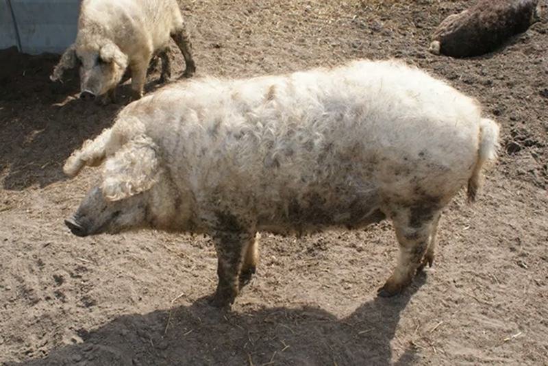 Mangalica - węgierska świnia pastwiskowa