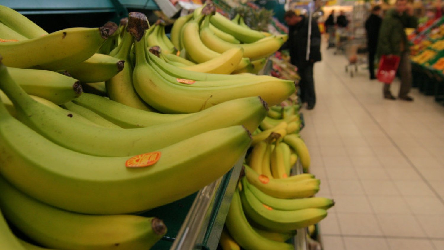 Poprzedni szczep choroby panamskiej zniszczył gatunek bananów Gros Michel.