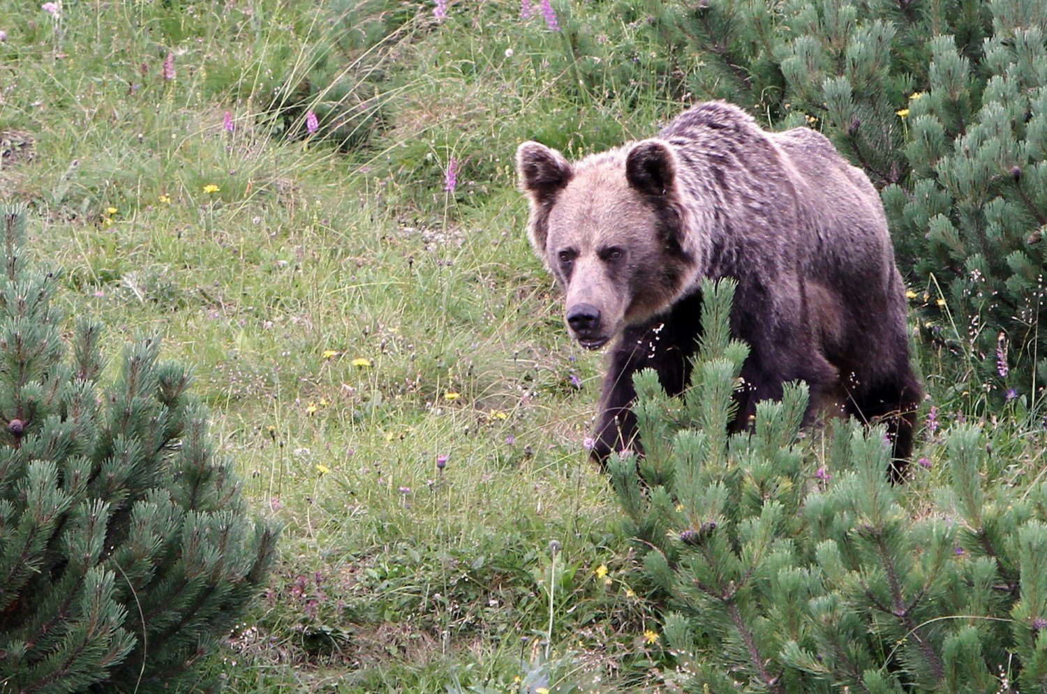 Niedźwiedź zaatakował biegacza w Tatrach. Mężczyzna jest cały poraniony.