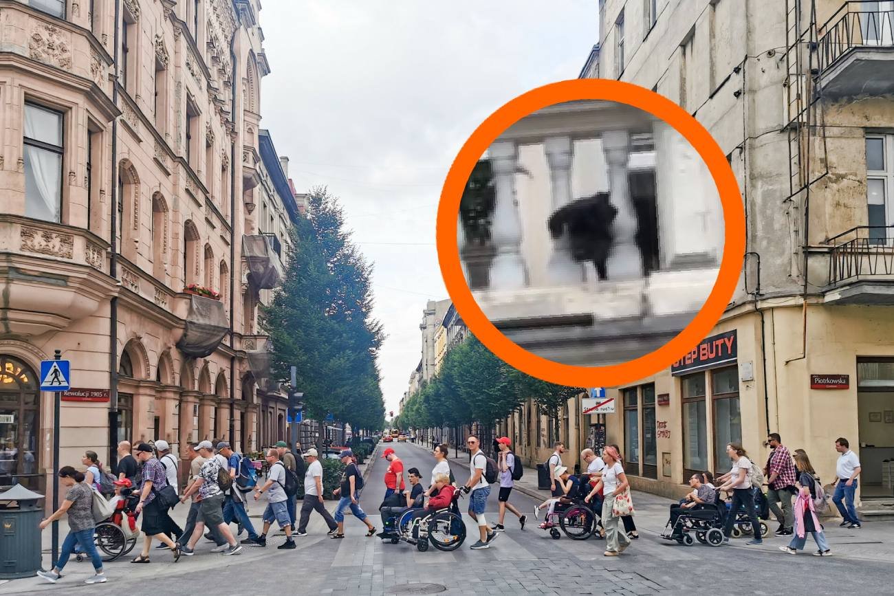 Łódź ma nową gwiazdę. Pies Buba robi furorę w mediach społecznościowych