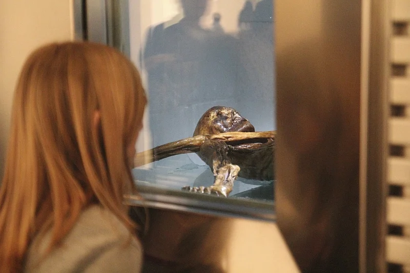 Ötzi, najstarsza na świecie lodowa ludzka mumia w Muzeum Archeologicznym Górnej Adygi w Bolzano, stolicy Południowego Tyrolu, we Włoszech