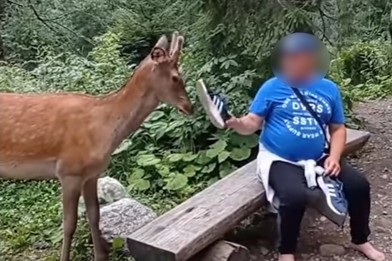 Turyści drażnili jelenia na szlaku w Tatrach. Nagranie trafiło do sieci.