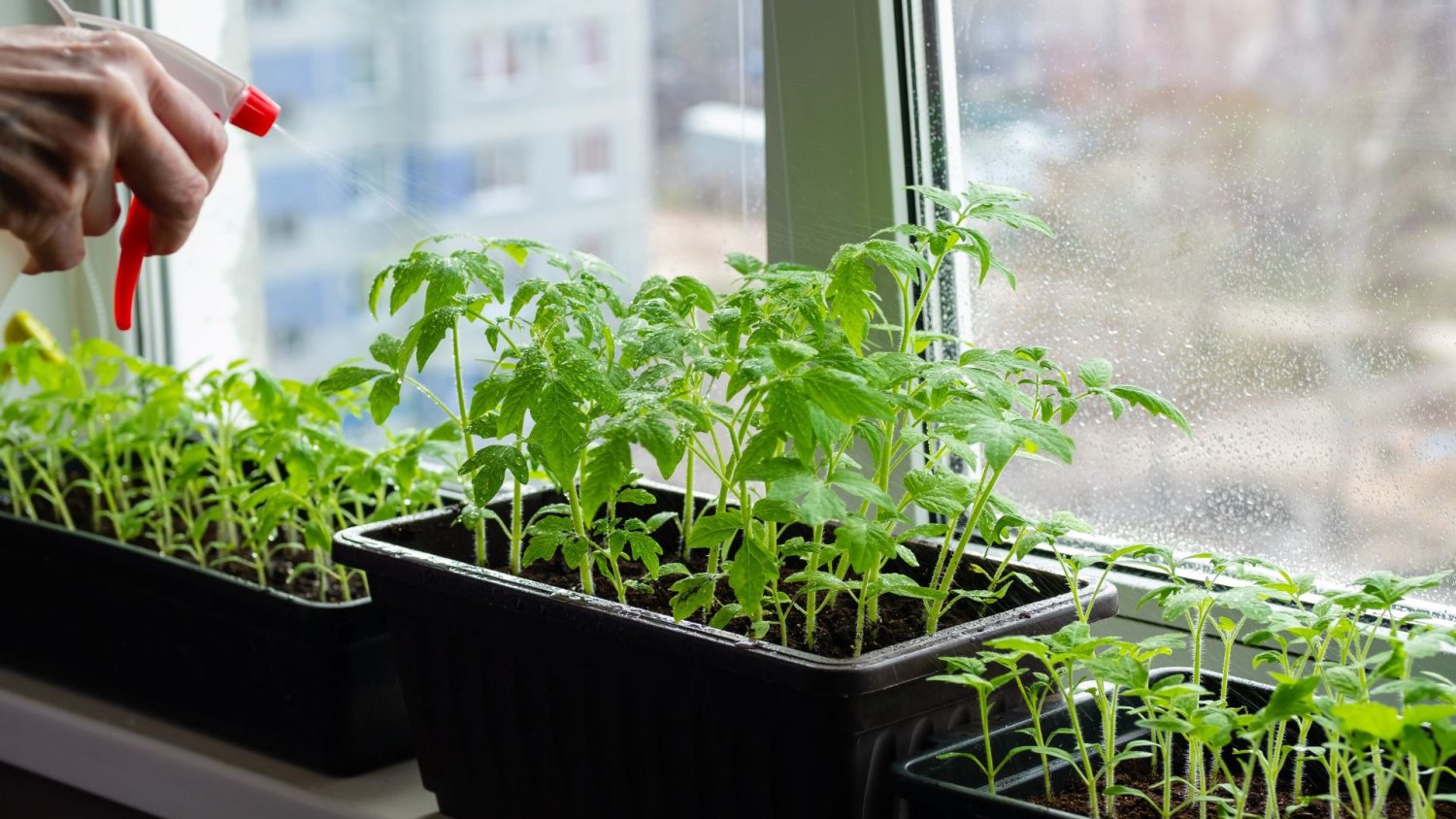 Wysiej lubiane warzywa do doniczek już w lutym. Będziesz mieć na kanapki