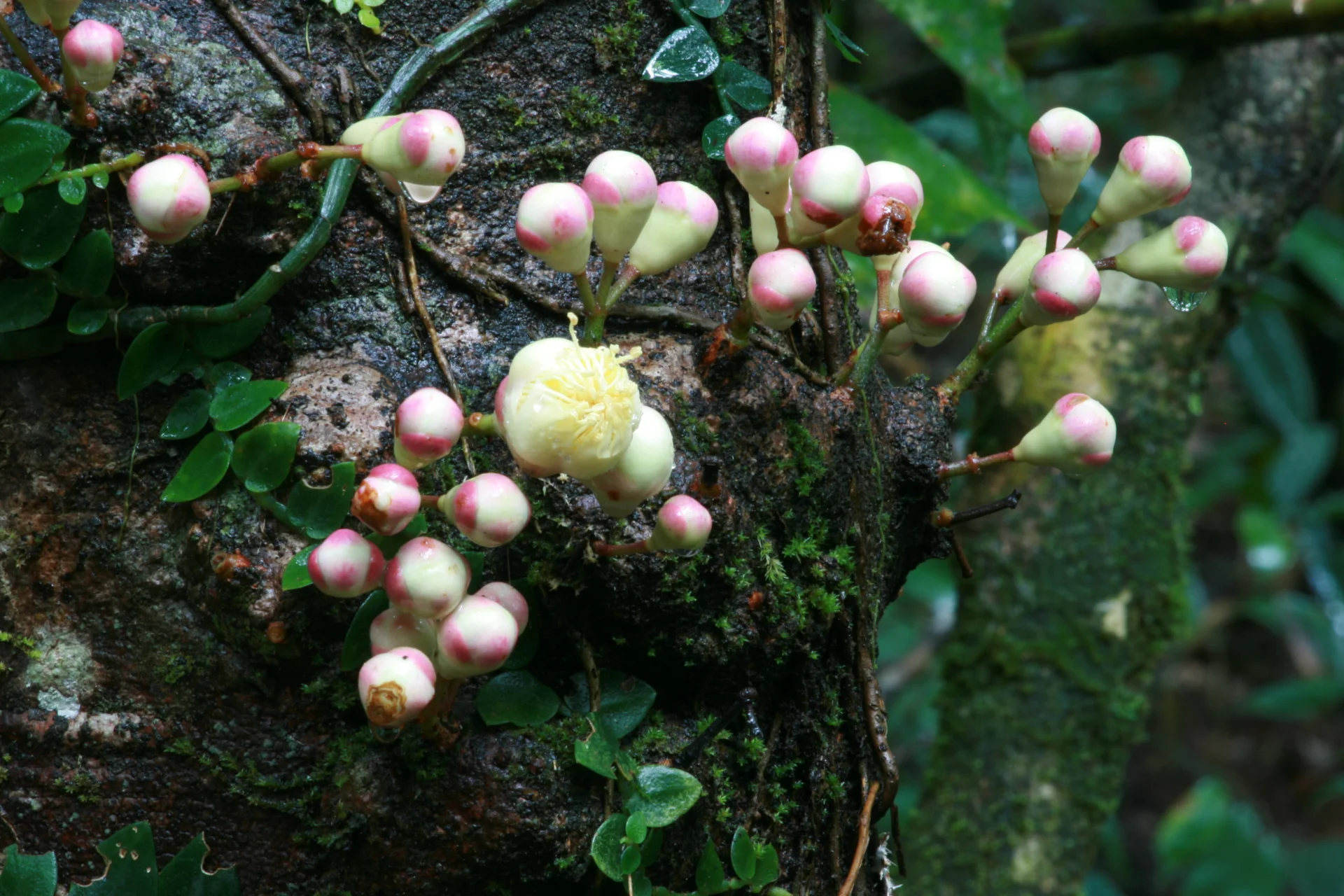 Drzewo z rodziny syzygium