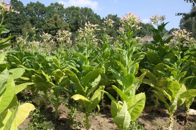 Plantacja tytoniu