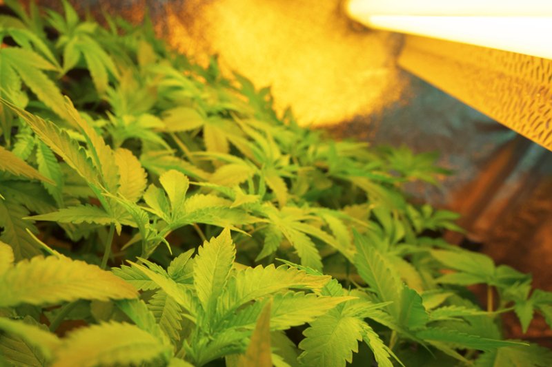 Policjanci zniszczyli 28 krzaków konopi, które miały pomóc naukowcom w opracowaniu metody leczenia.