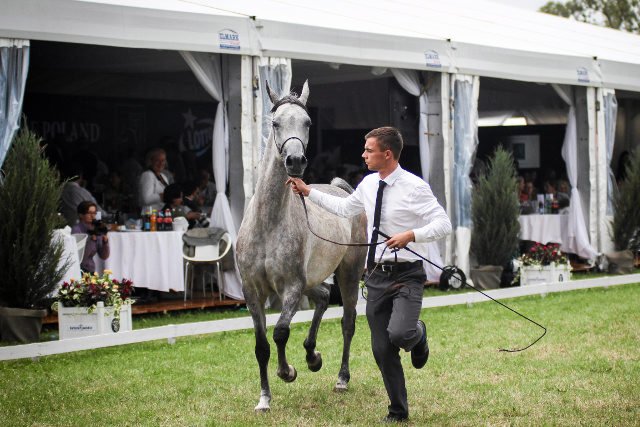 Liczono na 2, może 2,5 mln euro. Pracownicy stadniny mówią, że tak słabej aukcji nie pamiętają.