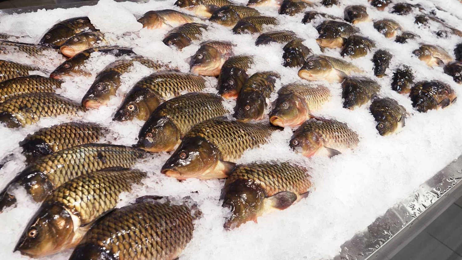 Ceny karpia na Wigilię 2025 w górę. Hodowcy mają jedną radę dla Polaków