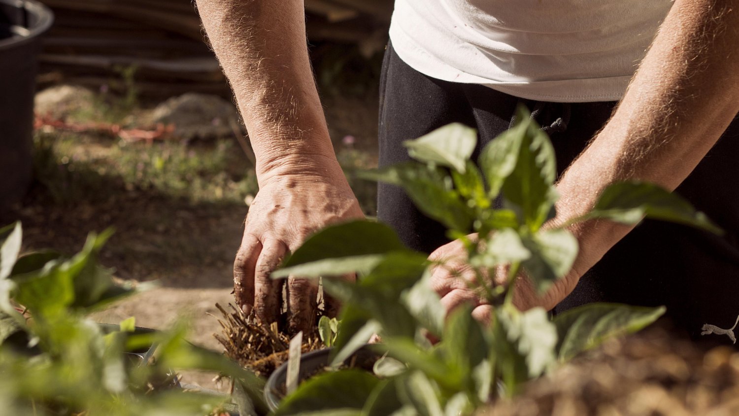 Popularna roślina będzie zakazana, a nadal jest w sprzedaży. Kara do 1 mln zł