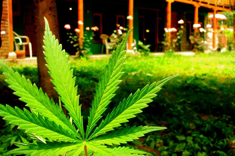 Marihuana tuż przy stacji metra. Czyżby urzędnicy się pomylili?