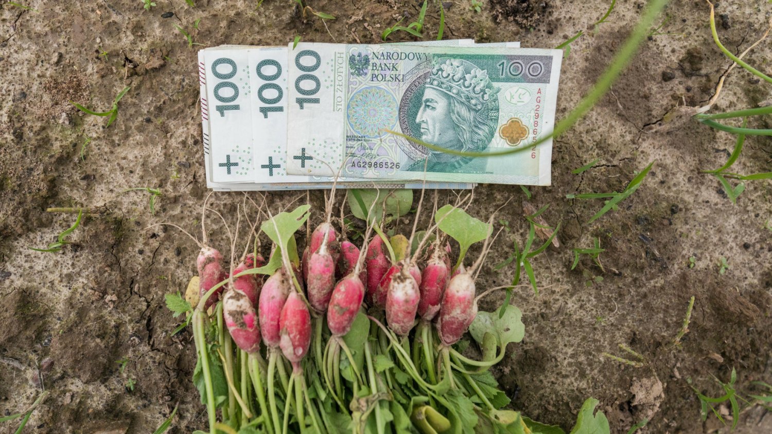 Ile wynosi najwyższa emerytura rolnicza w Polsce? Można nieźle się zdziwić.