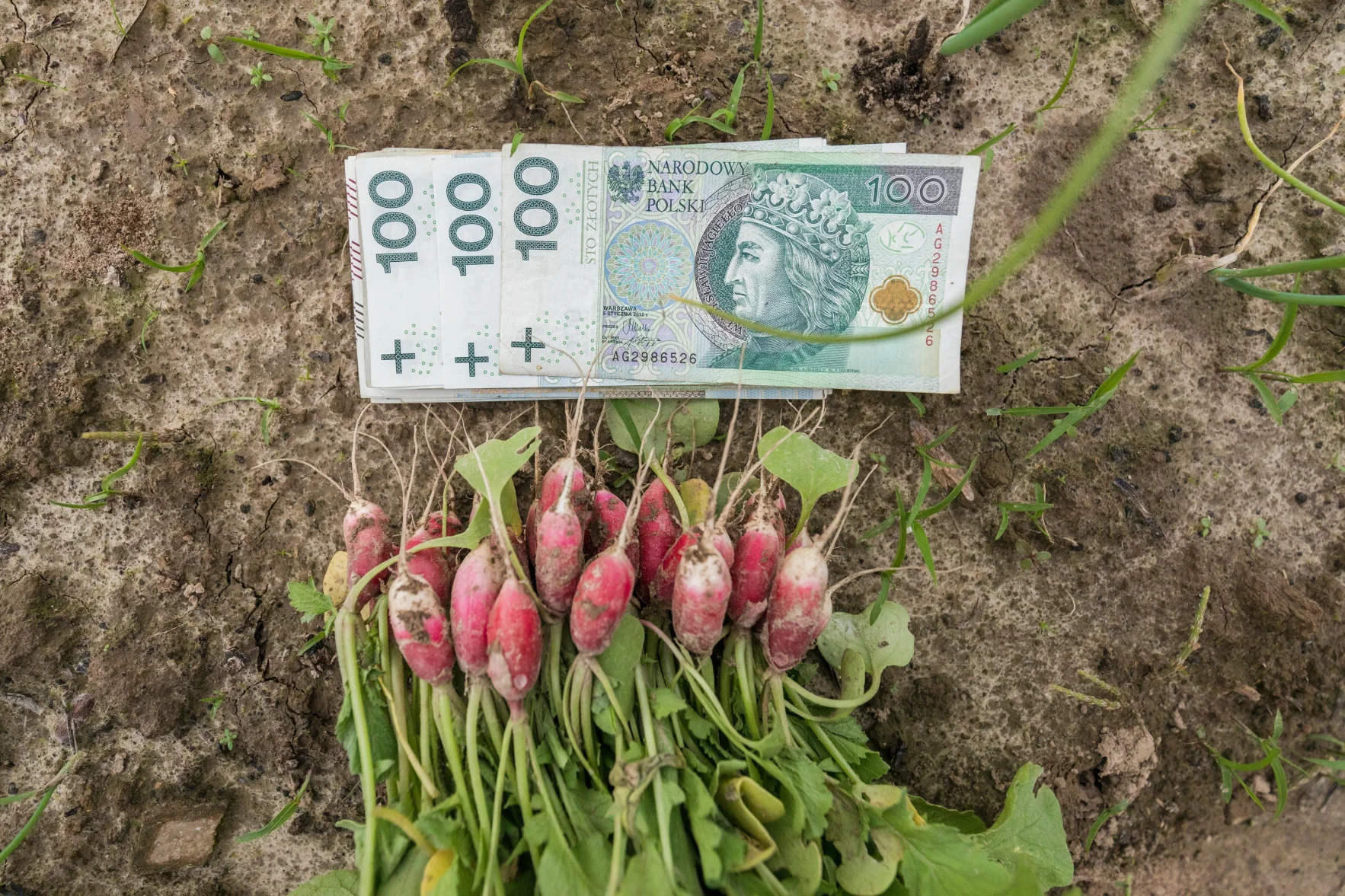 Ile wynosi najwyższa emerytura rolnicza w Polsce? Można nieźle się zdziwić.