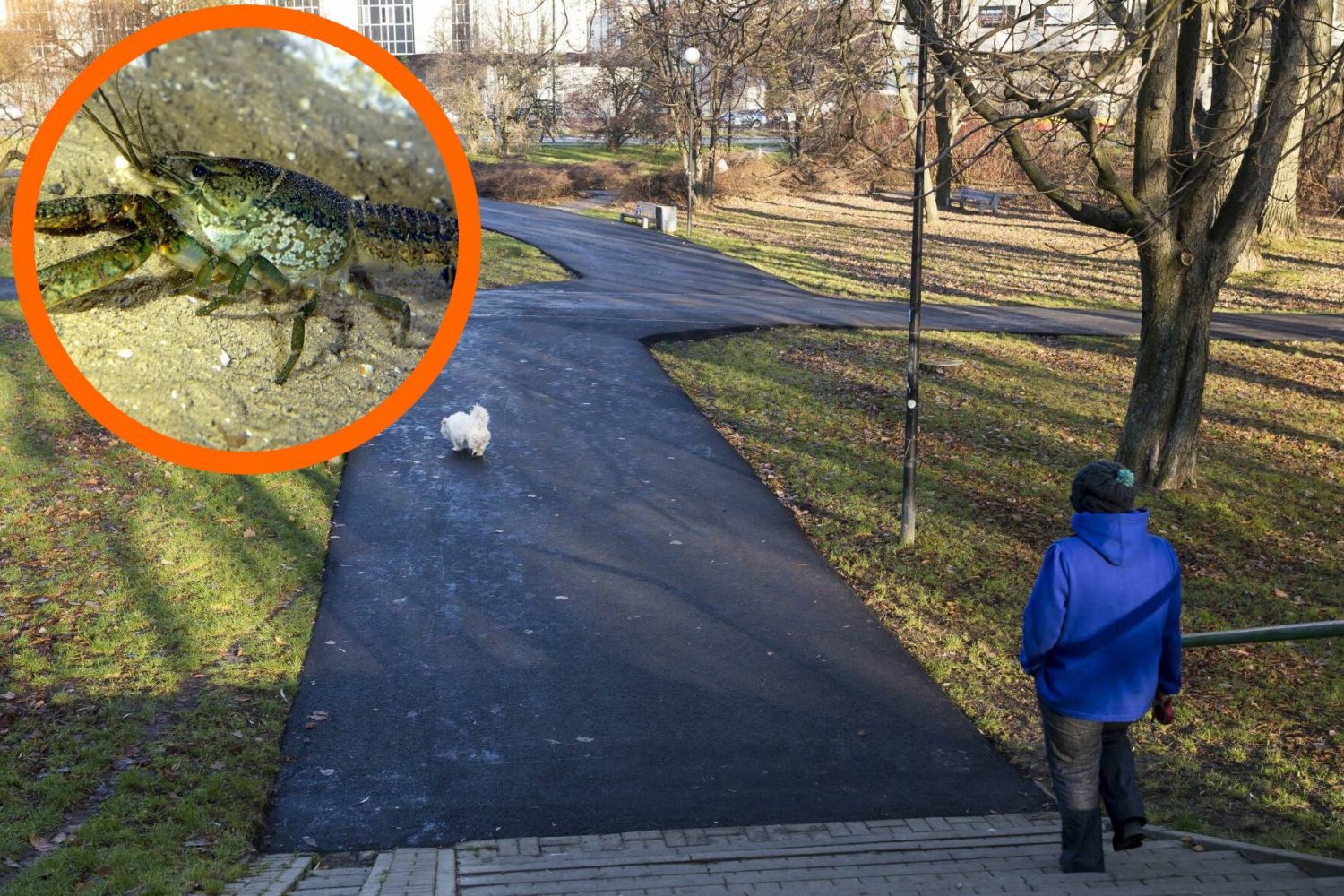 Mężczyzna wypuścił raki marmurkowe do stawu. Warszawa walczy z inwazją Mężczyzna wypuścił raki marmurkowe do stawu. Warszawa walczy z inwazją