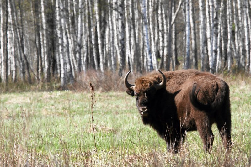 Żubry to zwierzęta, które najlepiej czują się na wielkich łąkach, to człowiek zepchnął je do lasu.