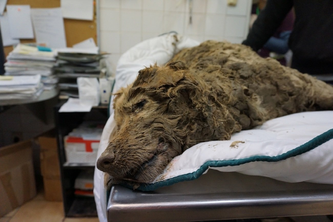 Pod Krakowem znaleziono zakopanego żywcem psa.