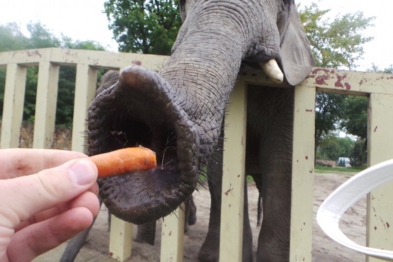 Słonie zasysają jedzenie niczym odkurzacze