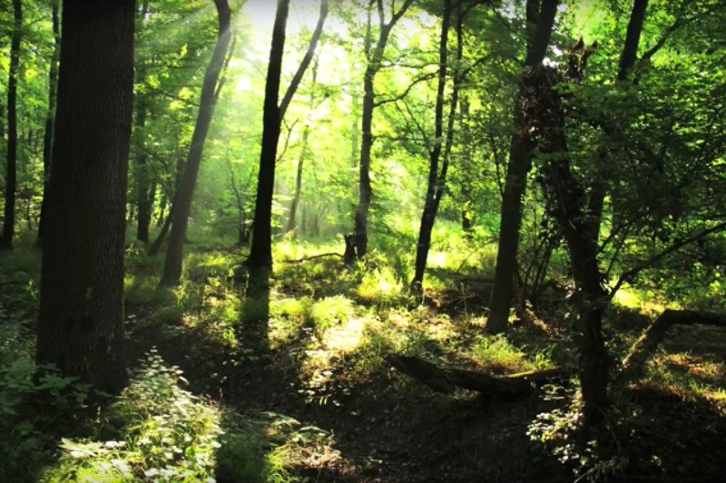 Las Hambach ma około 12 tysięcy lat.
