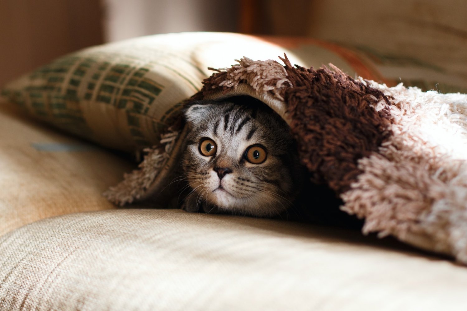 Kot domowy nie jest gatunkiem inwazyjnym.