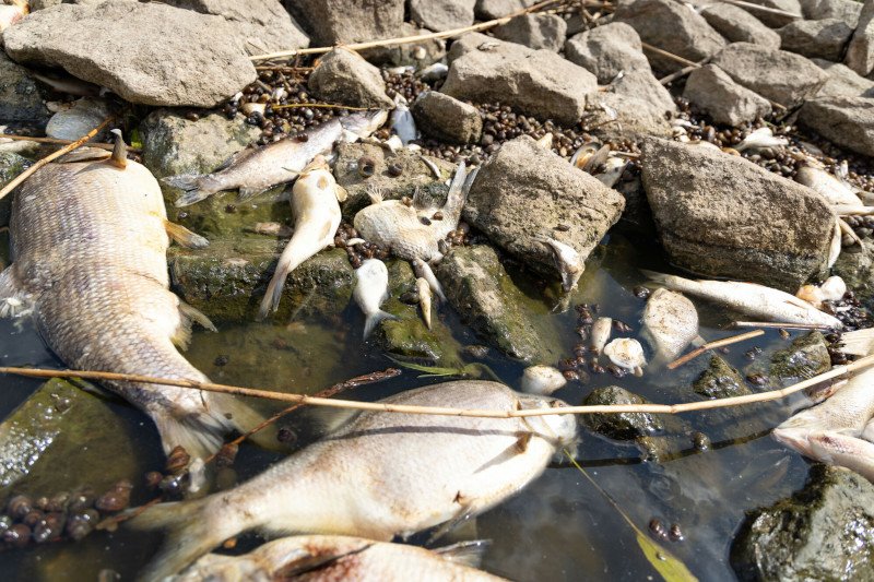 Badania wody z Odry przeprowadzono w trzech innych krajach. GIOŚ ujawnia "porównywalne" wyniki