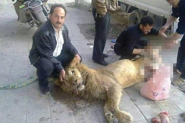 Syryjczycy muszą mordować zwierzęta z ZOO by złagodzić panujący wśród rebeliantów głód?