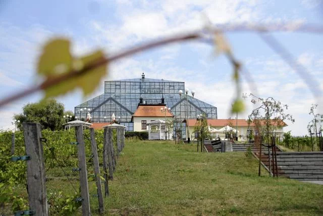 Palmiarnia na Winnym Wzgórzu oraz Stary Dom Winiarza, Zielona Góra