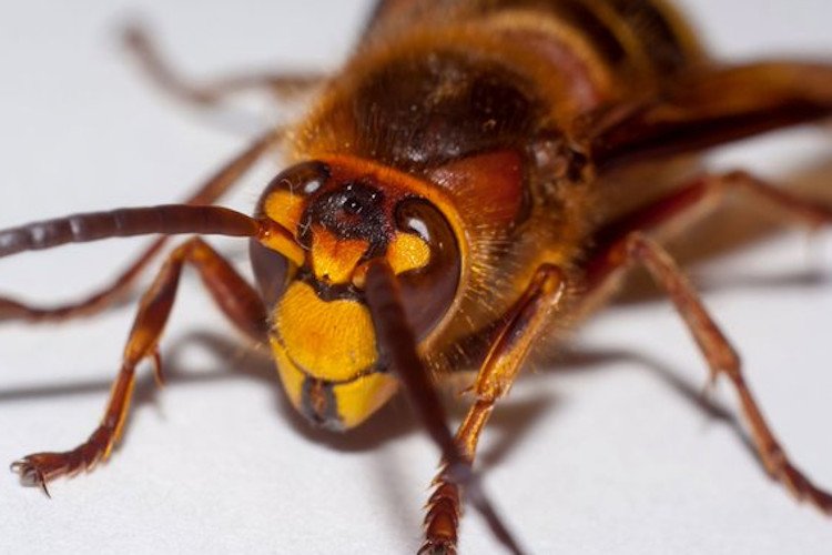 Szerszenie azjatyckie w USA