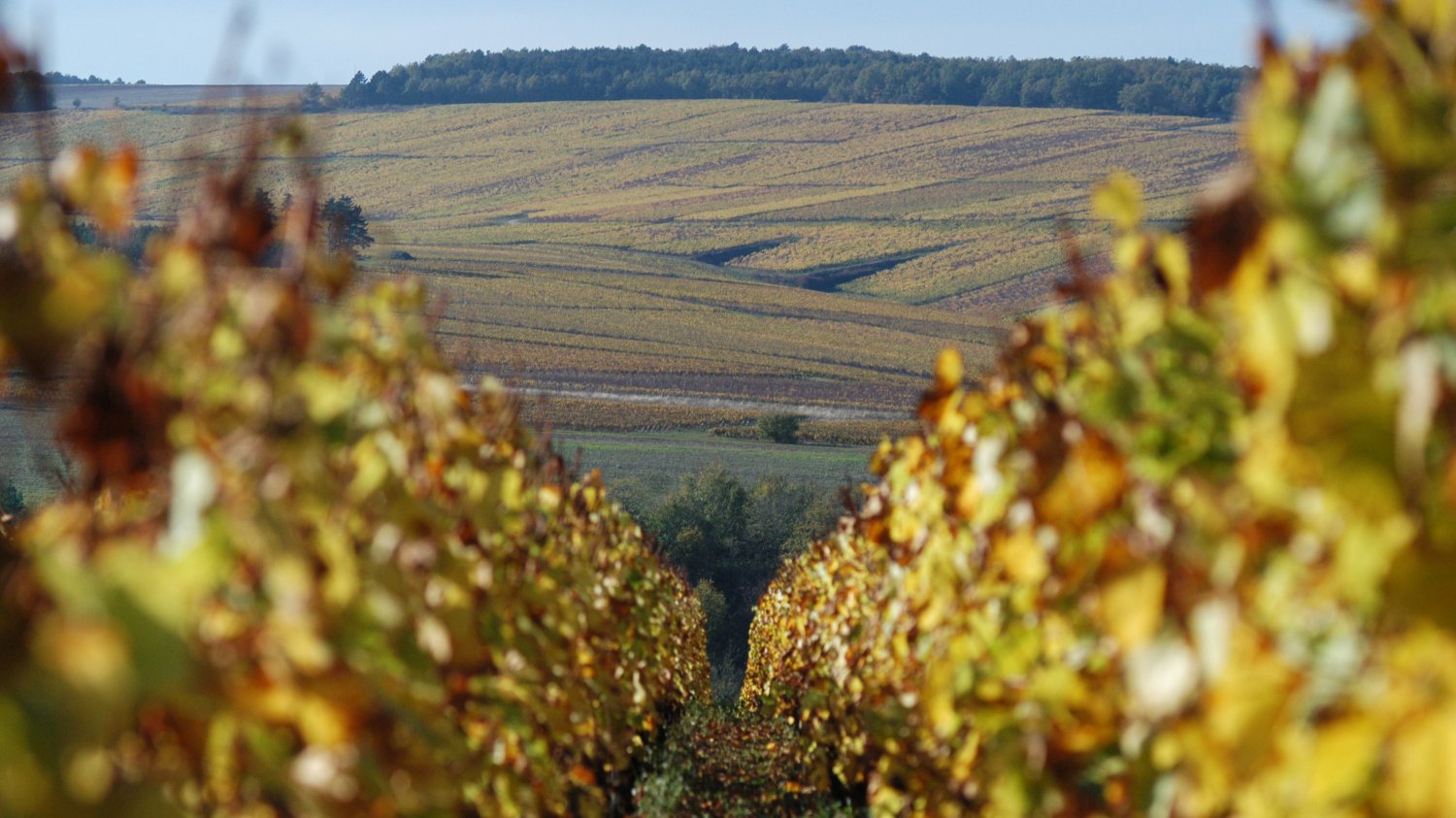 W 2007 r. Chablis wolało Sarkozy'ego...