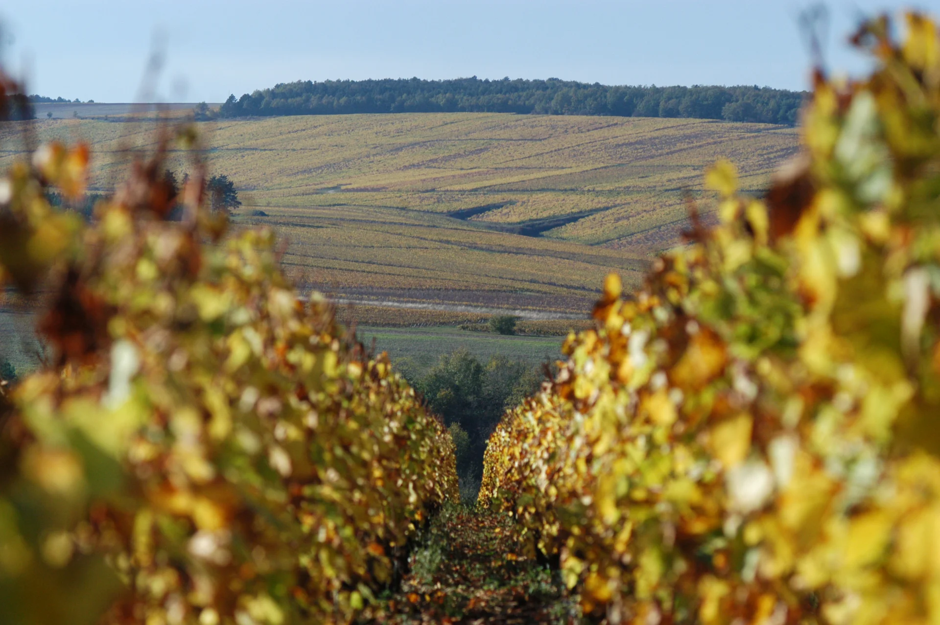 W 2007 r. Chablis wolało Sarkozy'ego...