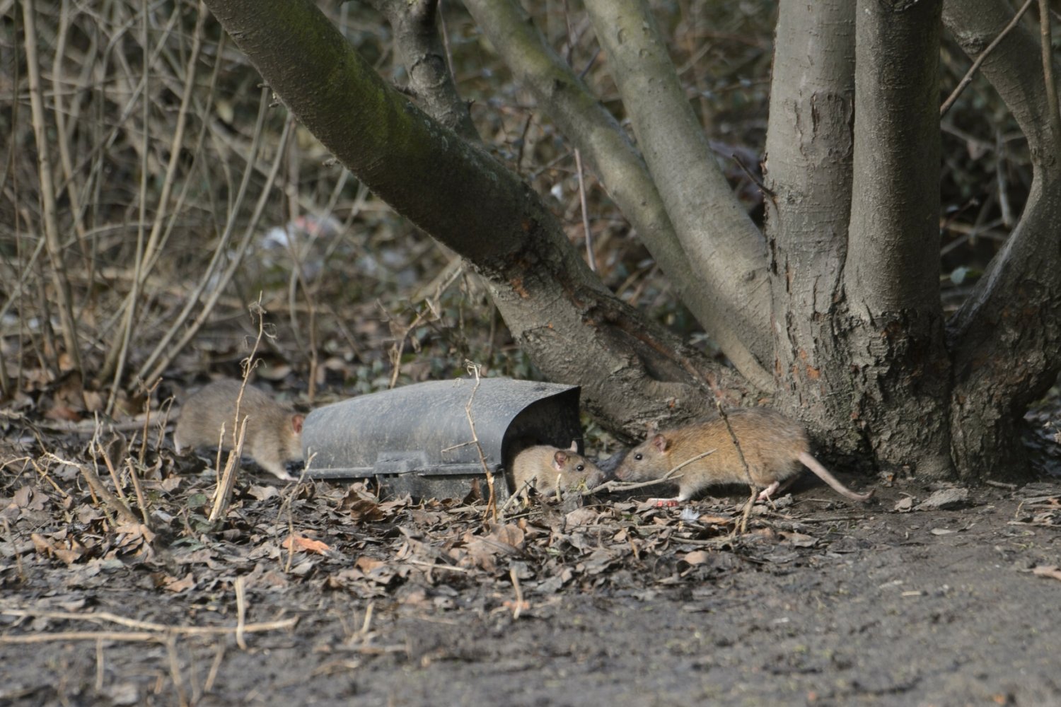 Szczury: zdjęcie ilustracyjne