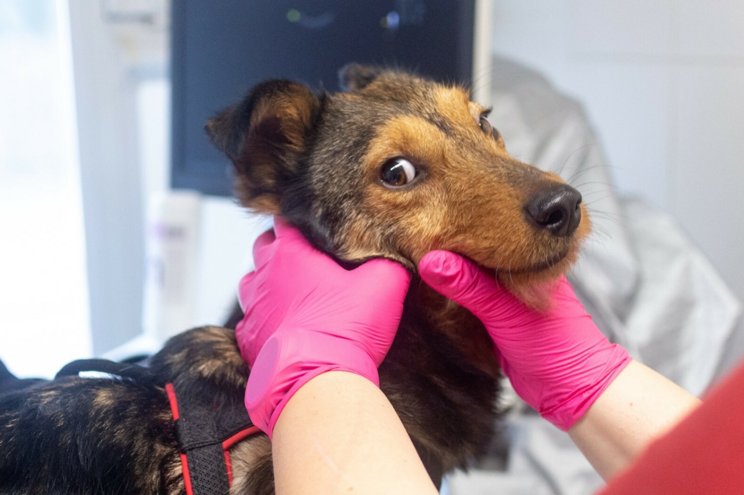 Pies u weterynarza. Zdjęcie ilustracyjne.