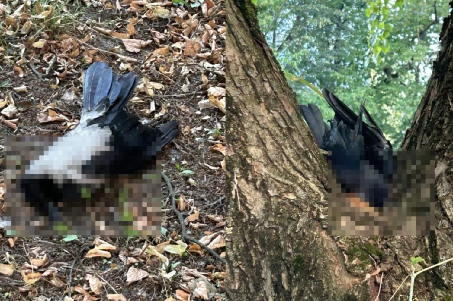 Martwe ptaki w Warszawie.