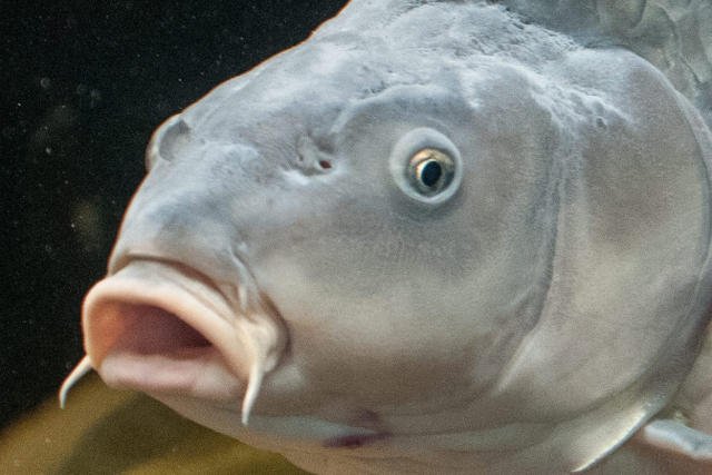 Zanim karp trafi na wigilijny stół jest przetrzymywany w ścisku, co powoduje podduszanie, lub trafia "na żywca" do foliowej torebki, gdzie powoli umiera w mękach.