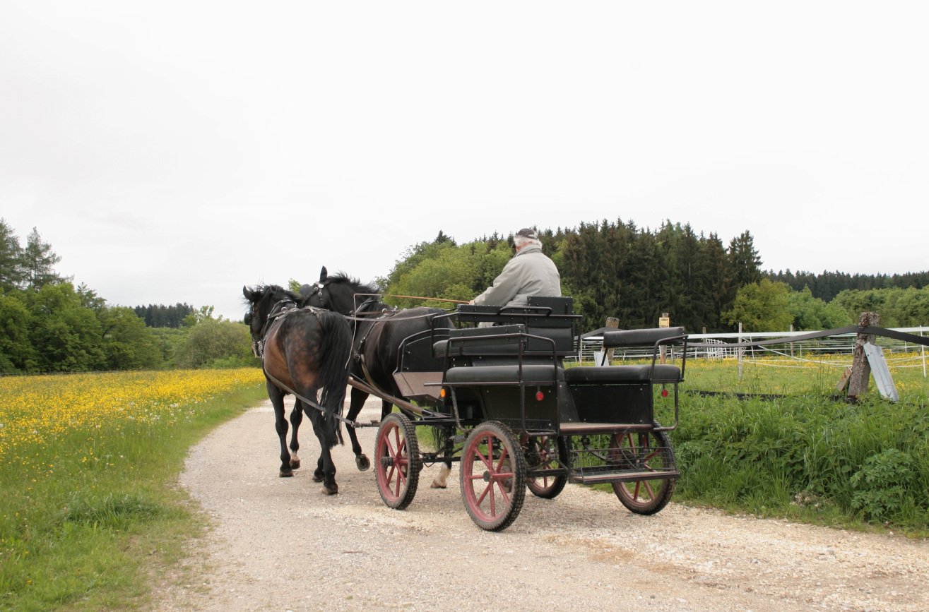 Pijany dorożkarz odwoził pijanego kolegę. 74-letni pasażer wypadł z pojazdu.