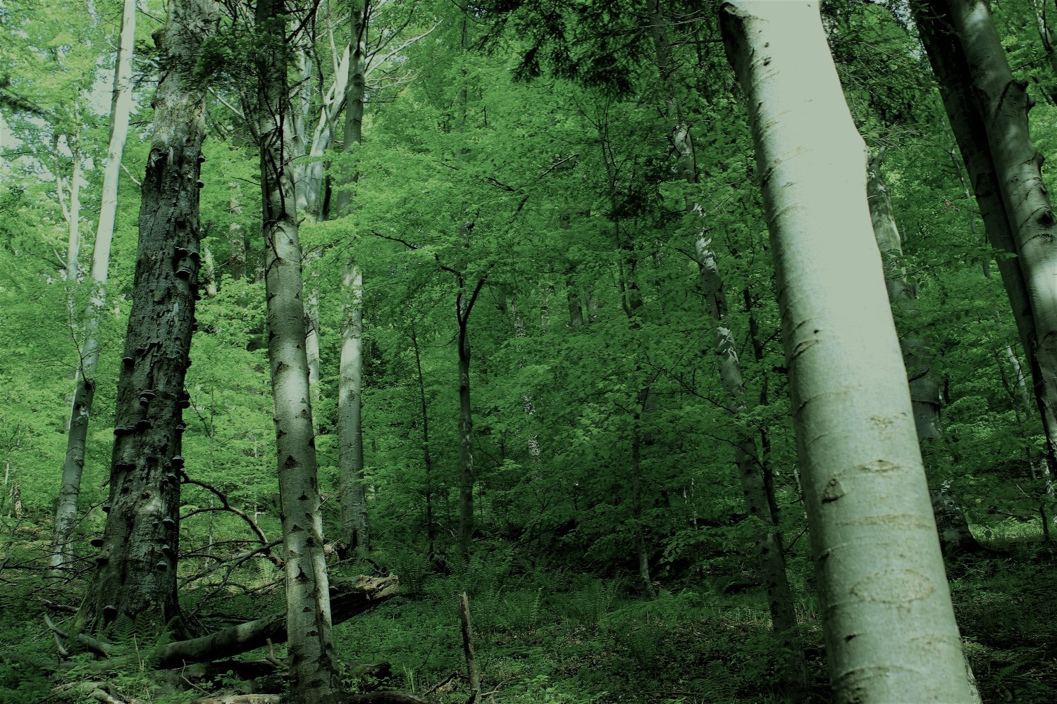 Karpackie buczyny nie znajdą się na liście UNESCO.