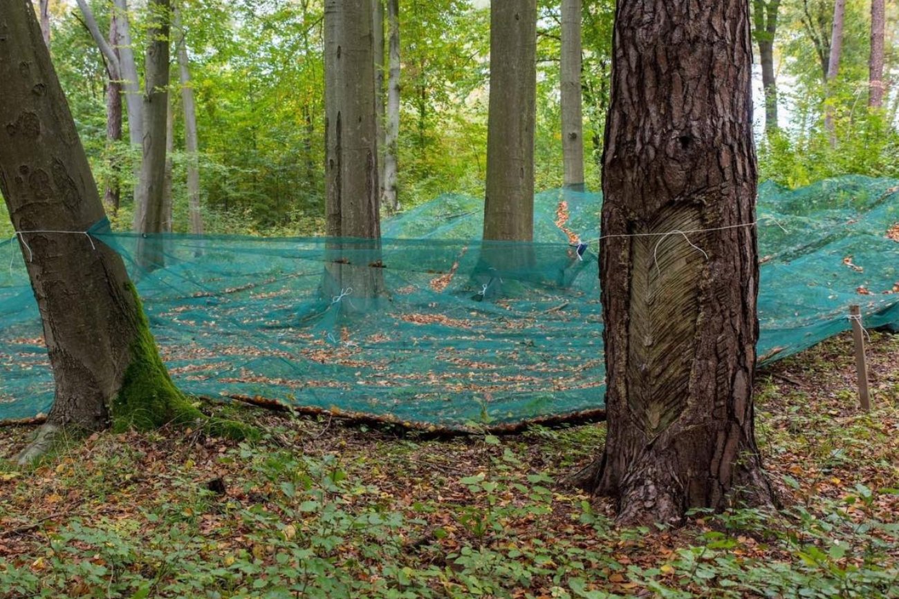 Do czego służą siatki rozwieszone w lasach?