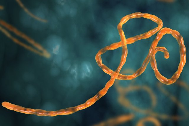 Szczepionka przeciwko wirusowi ebola ma trafić na rynek w 2015 roku
