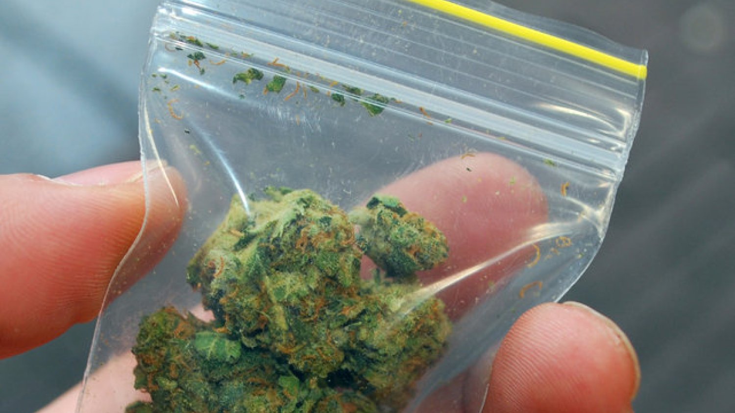 Marihuana dostępna dla 10 tys. ochotników przez 10 lat? Poznański instytut badawczy chce przeprowadzić eksperyment.