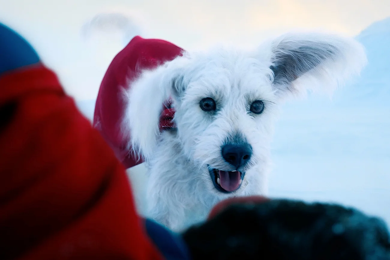 Krypto z filmu "Superman"