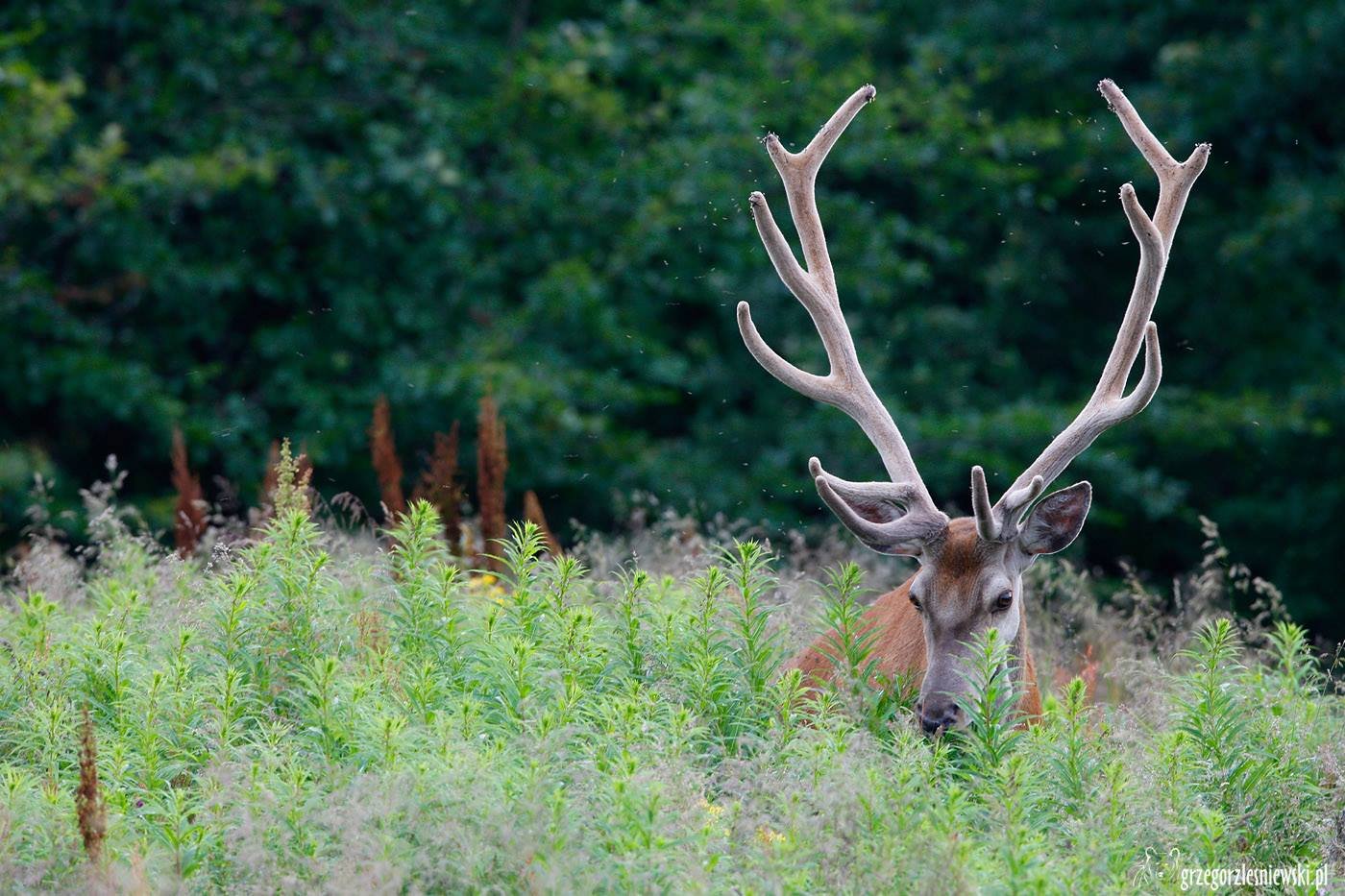 Fot.  Grzegorz Leśniewski / [url=https://www.facebook.com/DzienDobryBieszczady] Facebook Dzień Dobry Bieszczady [/url]