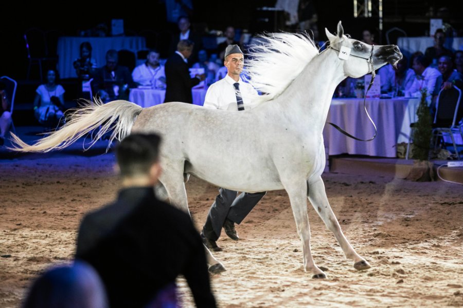 Rząd chce ratować stadninę koni w Janowie Podlaskim. Takie informacje podaje "Rzeczpospolita".