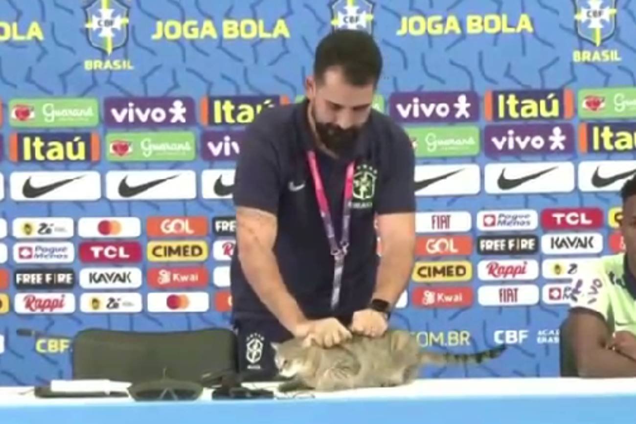 Kot na mundialu przerwał konferencję.  Rzecznik zrzucił go ze stołu