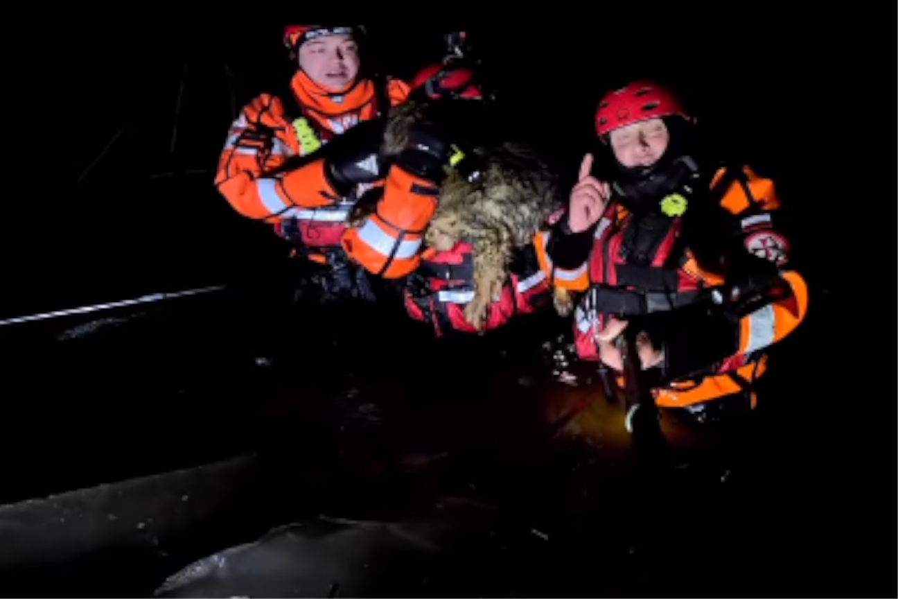 Ratownicy uratowali psa nad Bugiem.