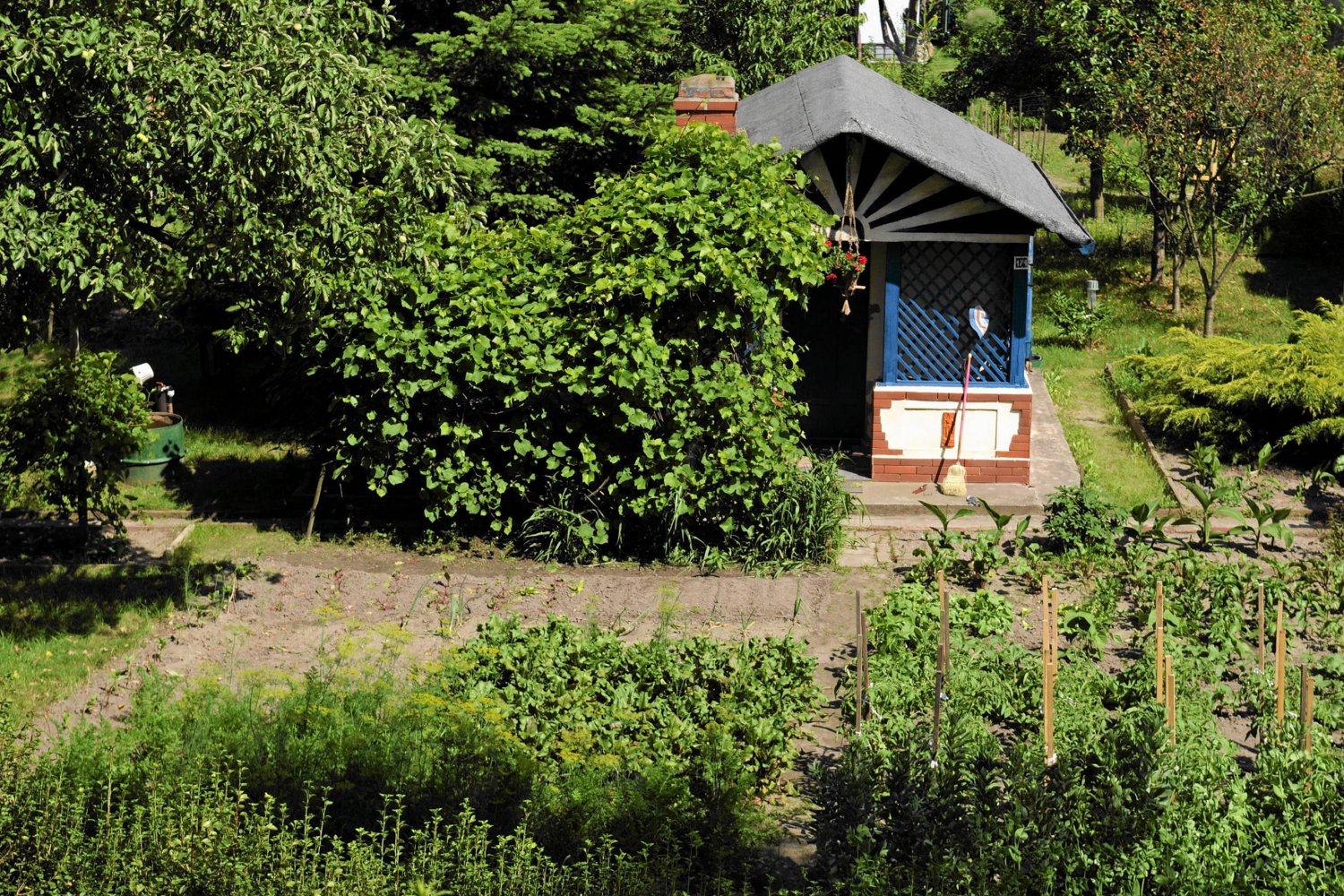 W Polsce działki są niezwykle popularne. Czy część z nich można by przekształcić w jadalny las? W Seattle powstaje Beacon Food Forest, w którym rosną tylko jadalne rośliny.